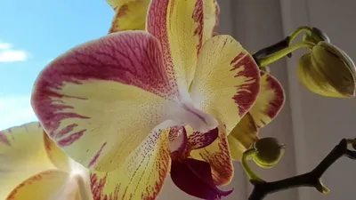 🌺ОРХИДЕИ || ПРОДАЖА|| РОСТОВ on Instagram: \"Орхидея Попугай 😍 один из  моих любимчиков😍 В наличии😍 #орхидеяростов #орхидеи #орхидеиростовнадону  #цветыростов #комнатныецветы\"