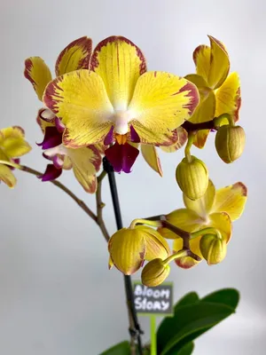 Орхидея Фаленопсис Попугай 1 ст купить в Москве с доставкой | Магазин  растений Bloom Story (Блум Стори)