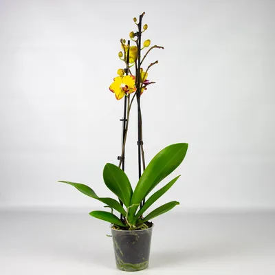 ПРОСТО ОБАЛДЕННЫЕ ОРХИДЕИ в КАСТОРАМА PAPAGAYO Попугай Orchids ORCHID  орхидея фаленопсис ОРЕНБУРГ - YouTube