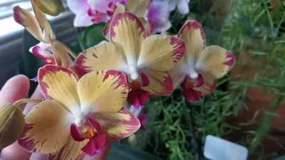 https://www.olx.ua/d/obyavlenie/orhideya-popugay-papagayo-IDUcax1.html
