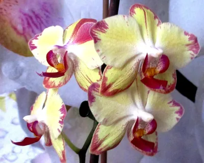 Моя Новиночка Орхидея Попугай \"Papagayo\" из Строительного Гипермаркета -  YouTube