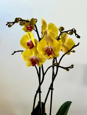 Редкие сорта орхидеи. Обзор от fiftyflowers.ru
