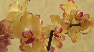 Орхидея \"Попугай\" — купить в Красноярске. Горшечные растения и комнатные  цветы на интернет-аукционе Au.ru