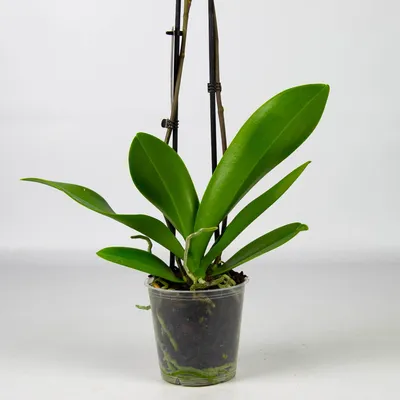 Орхидея Фаленопсис Попугай Phalaenopsis \"Papagayo\" | Татьяна Степанова |  Дзен