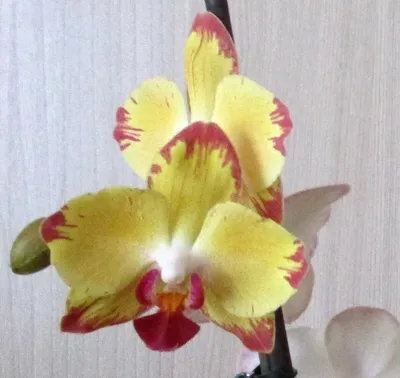 Орхидея Фаленопсис Попугай Phalaenopsis \"Papagayo\" | Татьяна Степанова |  Дзен