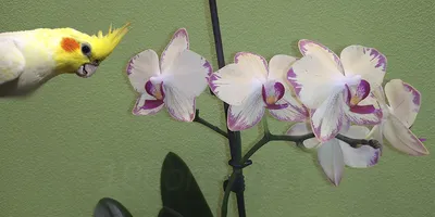 Ирина Давтян on Instagram: \"Моя Орхидея #попугай меня порадовала, скоро  покажу вам это чудо 😉 #орхидея\"
