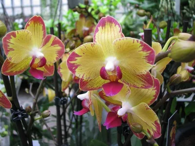 Орхидея попугай фото фотографии