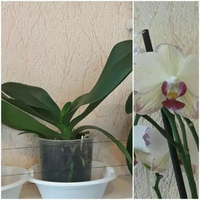 Bee Steeng|Орхидея|орхидея фото|орхидея купить|фаленопсис орхидея |фаленопсис|орхидея купить минск|орхидеи минск цена|орхидеи фаленопсис  минск купить| орхидея цена|фаленопсис купить минск|цветы минск|салон орхидей  минск