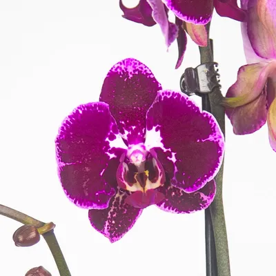 Орхидея Фаленопсис Попугай купить в Москве