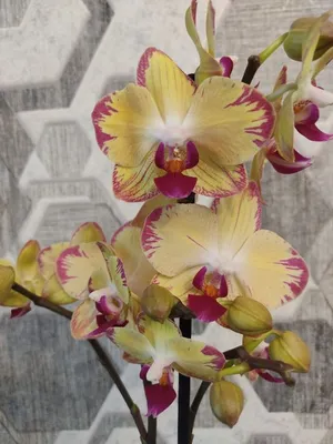 ОРХИДЕЯ PAPAGAYO ПОПУГАЙ | Выращивание орхидей, Орхидея, Орхидеи