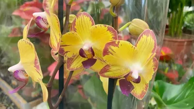Орхидея . Попугай-Мария Тереза, цена 30 р. купить в Гомеле на Куфаре -  Объявление №212705222