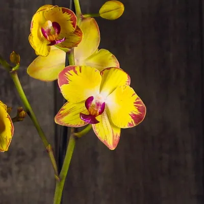 Орхидея Попугай: подробное описание и фото цветка, отличие от других видов,  а также правила посадки и рекомендации по уходу в домаш… | Orchids,  Phalaenopsis, Plants