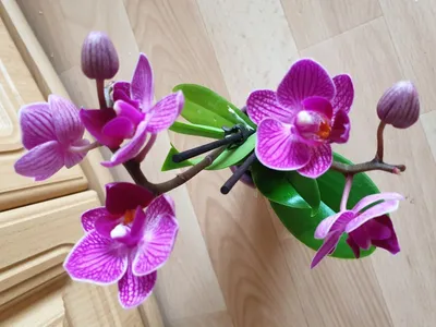 Распустилась орхидея Попугай Pappagayo к 8 Марта ❁ Orchid blooms ❁ кошка  бодает орхидею ㋛ - YouTube