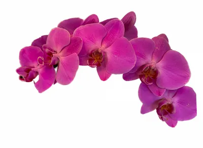Орхидея фаленопсис Breezes (Бриз) или Papagayo (Попугай). Домашнее  цветение. | Красивая усадьба | Дзен