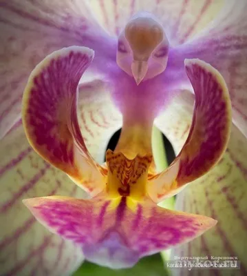 Орхидея фаленопсис \"попугай\" – купить в Хабаровске, цена 350 руб., продано  15 января 2018 – Растения и семена