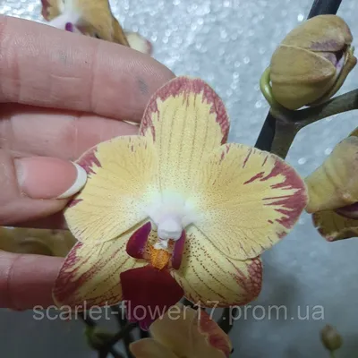 Breezes попугай phalaenopsis orchid | Orquídeas, Plantas, Natureza