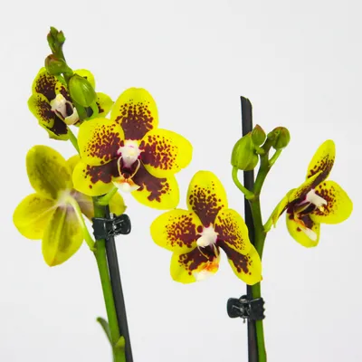 Орхидея фаленопсис \"Попугай\" ⠀... - Редкие сорта орхидеи | Facebook