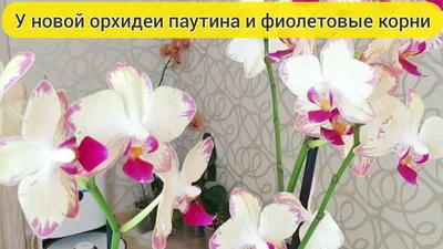 Орхидея Попугай – купить в Новосибирске, цена 1 000 руб., дата размещения:  18.11.2023 – Растения и семена