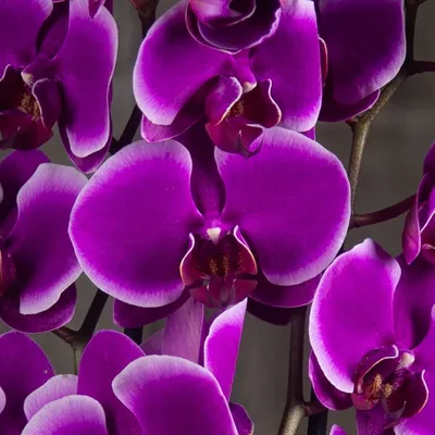 Орхидея фаленопсис претория купить