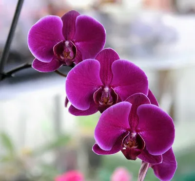Орхидея Жемчужина императора: фото, особенности растения, а также подробная  инструкция по выращиванию из семян и правила ухода в домашних условиях