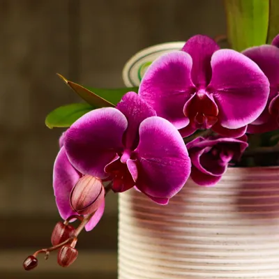 Орхидея фаленопсис в подарочной коробке купить
