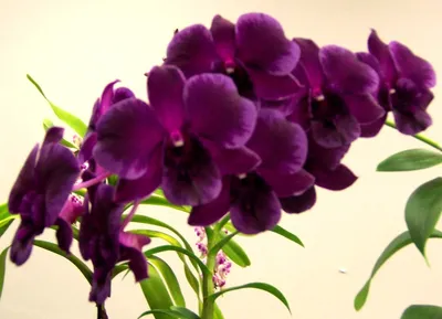 Орхидея претория (36 фото) - 36 фото