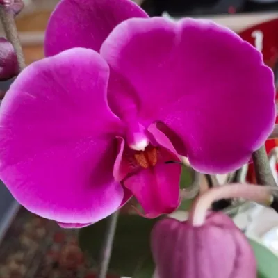 ОРХІДЕЇ КИЇВ ( Sky Orchids ) on Instagram: \"Фаленопсис Pretoria (Претория)  По одному крепкому цветоносу, яркие бархатные цветы, плотные бутончики.  Батва и корни крепкие. Высота 50-55 см Цветок 8.5 см Цена -