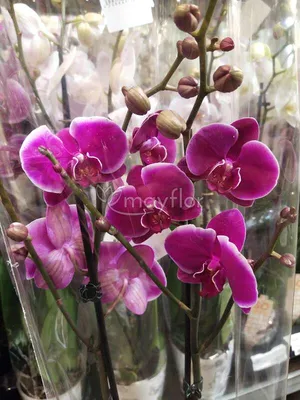 Орхидея Претория: описание сорта, характеристики, особенности посадки и  выращивания, отзывы
