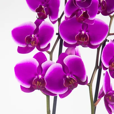 Орхидея Фаленопсис Претория купить в Москве