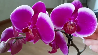 № Р 11... - Дикая Орхидея Продажа орхидей Украина | Facebook