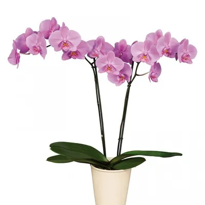 orсhid2 | орхидея Фаленопсис Претория | igor mesenzev | Flickr