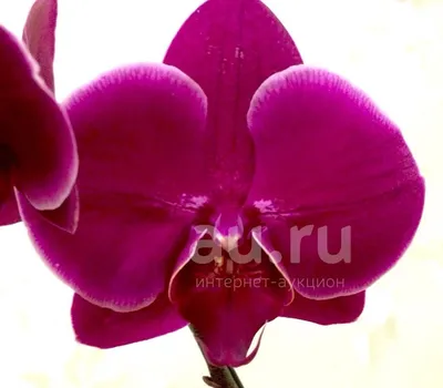 Орхидея Фаленопсис Салинас 2 ветки 12/65 купить в Москве
