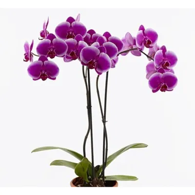Орхидея Phal. Anthura Pretoria - купить, доставка Украина