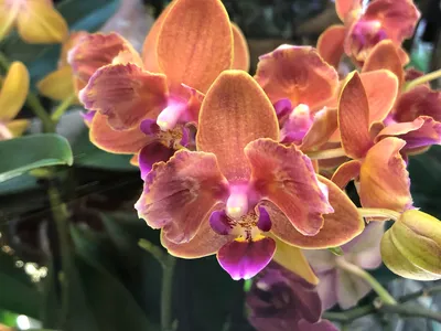 Купить Орхидея Фаленопсис Претория | UFL