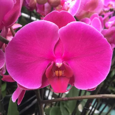 Орхидея претория - 55 фото