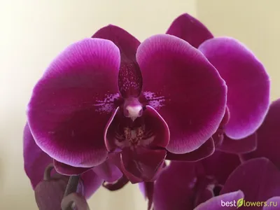 Орхидеи - пелорики, бабочки, бабулетки, трилипсы | Фея Орхидея / Fairy  Orchid | Дзен