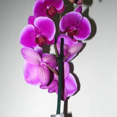 Орхидеи для Вас - 🌺 Стандарт \"Жемчужина Императора\"!!!... | Facebook