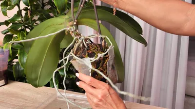 Орхидея джойрайд - красивые фото