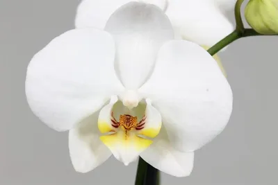 Орхидея Фаленопсис Брион – купить в Москве, цена 1 300 руб., продано 18  июля 2020 – Растения и семена