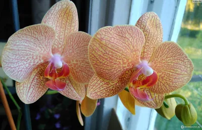 Бенидорм орхидея - 65 фото