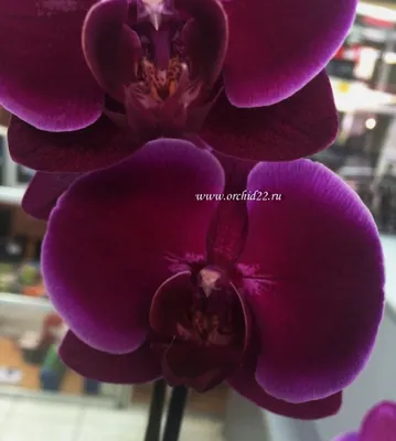 Орхидея Фаленопсис - «Красотки подоконника… и так ли капризны орхидеи, как  принято считать ( + секреты ухода из собственного опыта)» | отзывы
