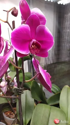 Орхидея \"Претория\" - пересадка. | Цветы Татьяны | Дзен