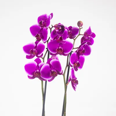 Орхидея Фаленопсис Претория 2 купить