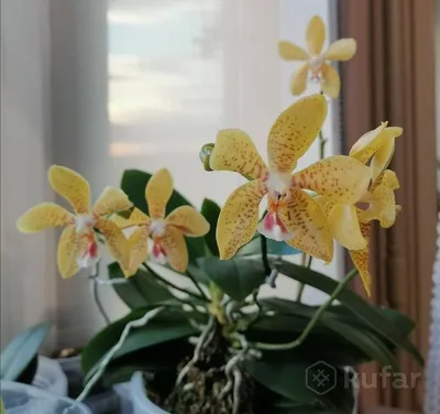 Орхидея Жемчужина императора. – купить в Москве, цена 650 руб., продано 18  июня 2019 – Растения и семена