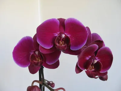 Орхидея Phalaenopsis Emperor Jewel (отцвёл)