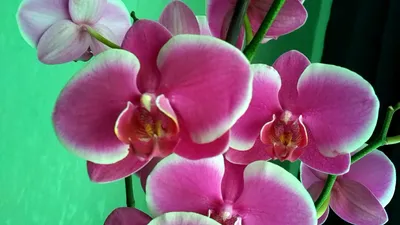 Орхидея Претория купить в Кудрово | Товары для дома и дачи | Авито