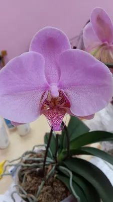 Не цветущие орхидеи: 250 грн. - Комнатные растения Коростень на Olx