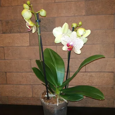 Орхидея бордовая (52 фото) »