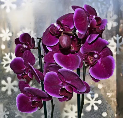 Претория орхидея - 67 фото