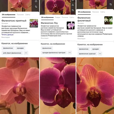 Орхидея Равелло - 61 фото